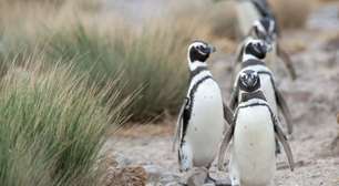 Mais de 1,8 mil pinguins foram encontrados mortos em Florianópolis