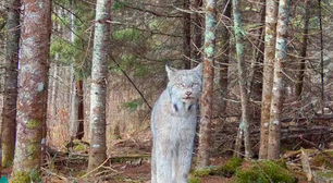 Lince-do-canadá, animal ameaçado de extinção, é flagrado em floresta isolada nos EUA