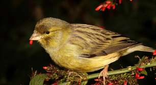 3 espécies de canários que vivem no Brasil