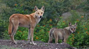 As espécies ancestrais de lobos que podem desaparecer para sempre