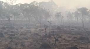 Fumaça de queimadas pode ajudar na revegetação do Cerrado, aponta estudo