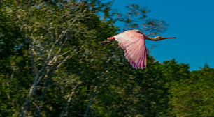 Siri-azul, boto-cinza e mais: conheça os animais do mangue