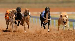 Corrida de galgos na bet365: como apostar no esporte com a casa