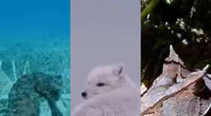 Esses animais que são ótimos em se camuflar