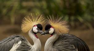 Aves exóticas espalhadas ao redor do planeta