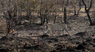 ONG de ex-piloto de F1 atua na preservação de onças e combate a incêndios no Pantanal