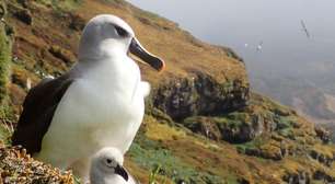 Cientistas irão bombardear ilha remota com um milhão de ratos devoradores de aves; entenda