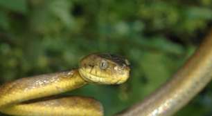 Cobra que mata pássaros maiores do que consegue comer vira ameaça ambiental