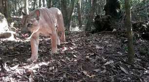 RJ: Onça-parda é vista em registro raro no Parque Estadual dos Três Picos