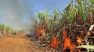 Incêndios atingem 230 mil hectares de cana no interior de SP