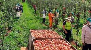 Produtores de maça se preparam para a Primavera