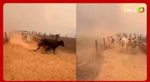 Vídeo mostra gado fugindo do fogo durante incêndio em fazenda de Goiás