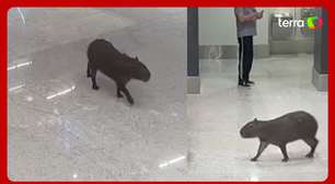 Capivara 'invade' e 'passeia' por aeroporto em Santa Catarina