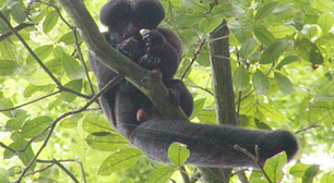 Você conhece o cuxiú-preto? Macaco da Amazônia está em risco de extinção