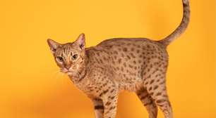 4 características do gato da raça ocicat