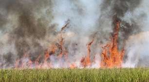 Fogo consome 230 mil hectares de cana em SP