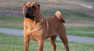 4 características do cachorro da raça shar pei