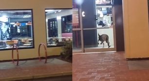 Canguru invade loja do KFC na Austrália e surpreende clientes; veja vídeo