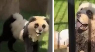 Urso fake: zoológico na China admite que pintou cachorros para se parecerem com pandas