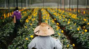 São Paulo se consolida como o maior produtor de flores do Brasil