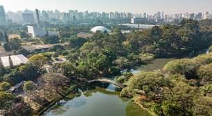 Veja como as árvores ajudam a combater o calor nas cidades