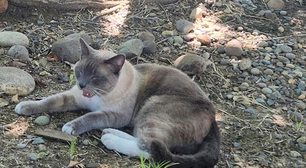 Gato andou mais de mil quilômetros e emagreceu 6 quilos até voltar para casa após 2 meses