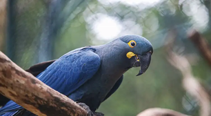 Zoo de SP mostra arara-azul-de-lear ao público pela primeira vez