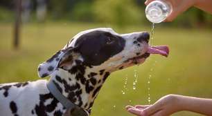 Tempo seco: saiba como cuidar da saúde dos pets