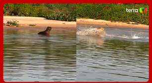 Turista flagra capivara escapando de ataque de onça-pintada no Pantanal