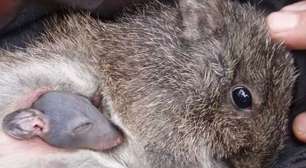 Potoroo de Gilbert: conheça o marsupial mais raro do mundo