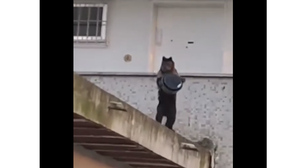 Macaco-prego "rouba" bolo de apartamento no Rio; assista