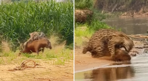 Em viagem ao Pantanal, Whindersson Nunes registra ataque de onça-pintada a capivara; veja