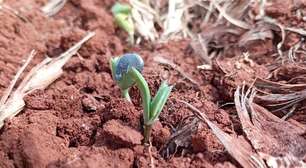 Terra seca: Soja começa a emergir no Paraná