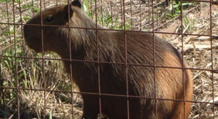 Capivaras 'loiras': como o calor e o sol intensos vêm alterando cor dos pelos dos animais