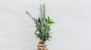 Duas lindas plantas que garantem uma casa sem pulgas ou carrapatos