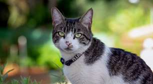 4 características do gato da raça american wirehair