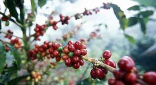 Clima impactou segunda safra de batata e café no Paraná