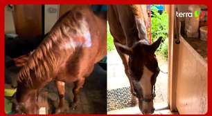 Americana coloca cavalo de 31 anos para dentro de casa durante Furacão Milton