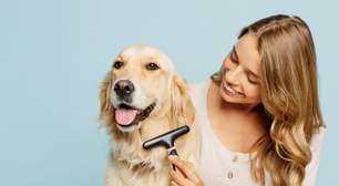 7 cuidados com cachorro de pelo longo