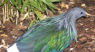 Plumas que fascinam: As aves mais belas do mundo