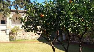 4 árvores frutíferas que você não deve ter no pomar ou jardim de sua casa; entenda por quê