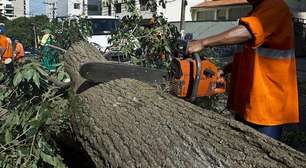 Apagão em São Paulo: poda de árvores na cidade é mal feita e insuficiente, diz botânico