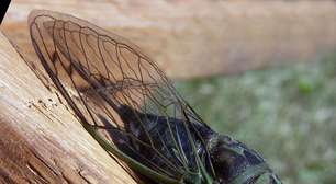 Mito ou verdade: as cigarras conseguem 'prever' a chuva? Descubra