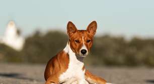 4 características do cachorro da raça basenji