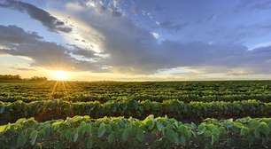 Clima e preço favorecem cultivo da soja no Brasil