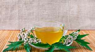 5 benefícios do chá de valeriana para saúde