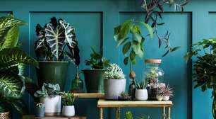 15 plantas para melhorar a energia da casa