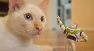 10 nomes para gatos inspirados em personagens da Pixar