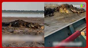 Pescador atravessa lago repleto de jacarés durante seca no Amazonas