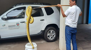 Sucuri de quase 2 metros é encontrada na rua e resgatada no Paraná